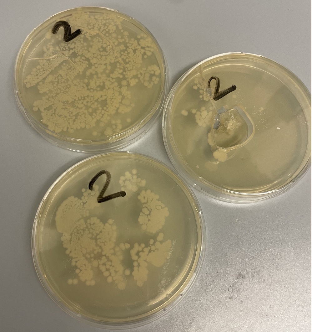 Kannerprais - Ma santé - Atelier Microbe